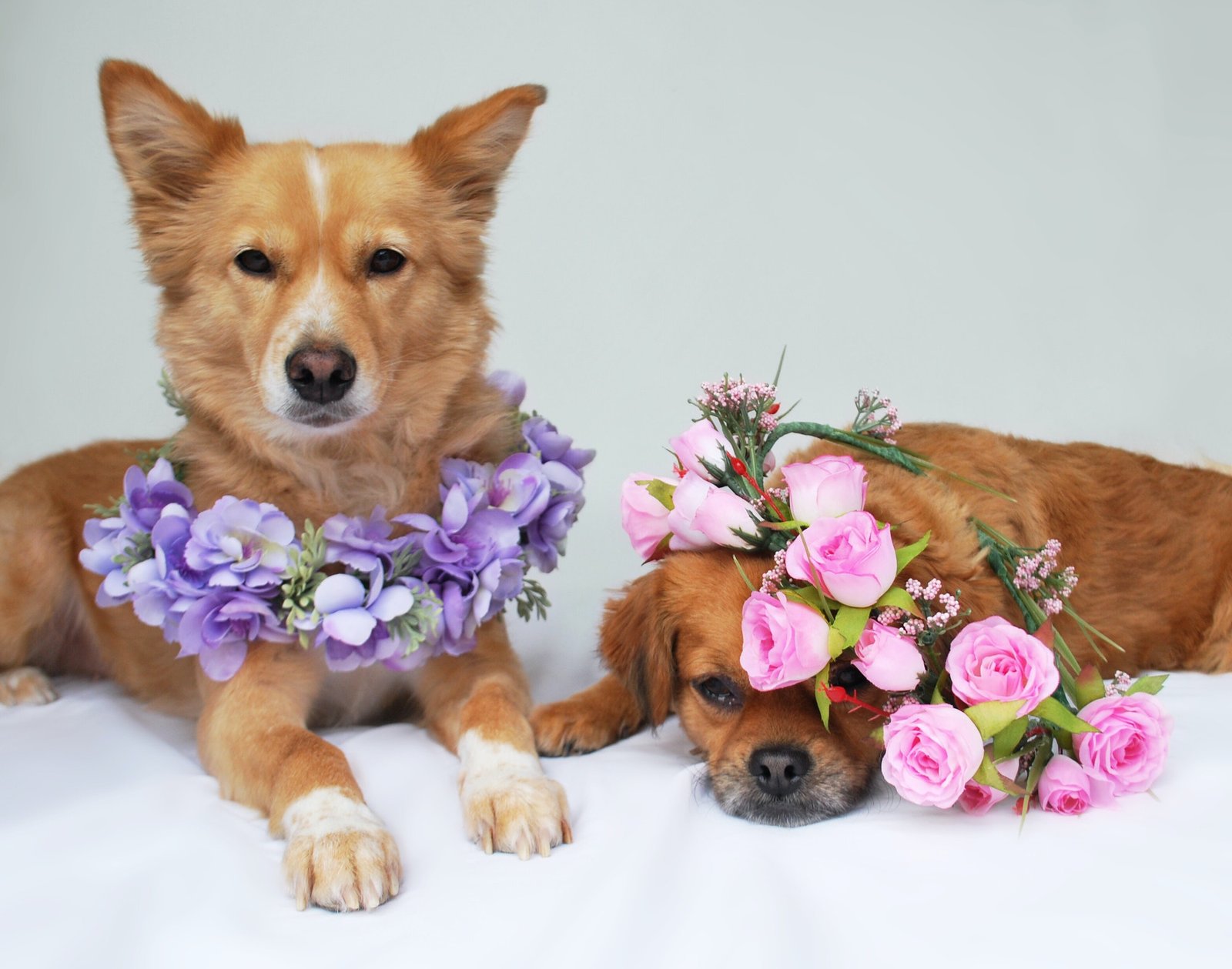 dogs in flower crowns.jpg